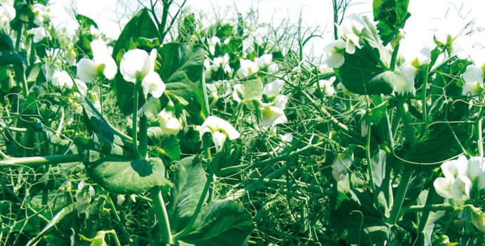 Leguminose Proteiche