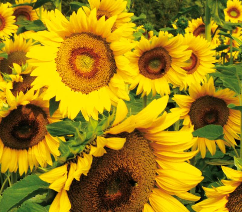 Girasole