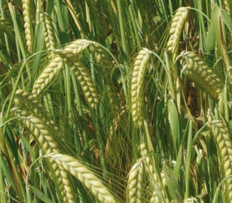 Orzo