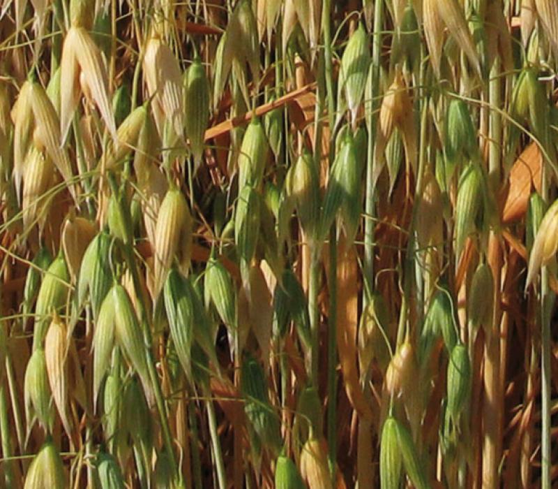 Avena