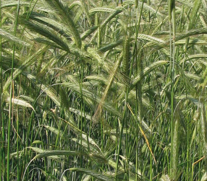 Segale e farro