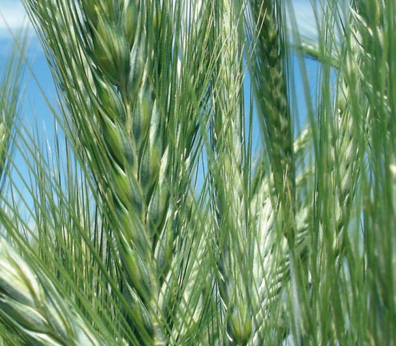 Triticale