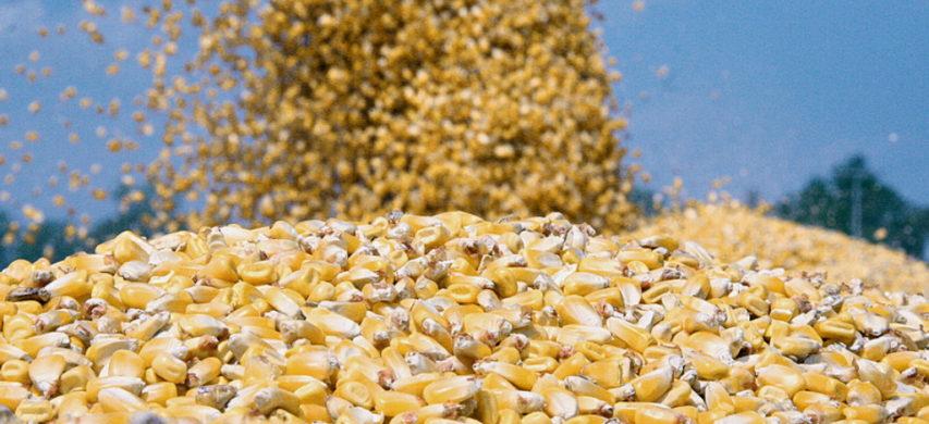SIS acquisisce il ramo Syngenta a Casalmorano (CR)