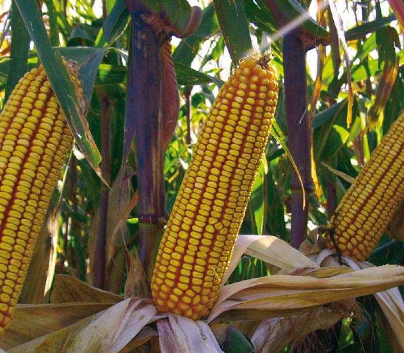 Corn