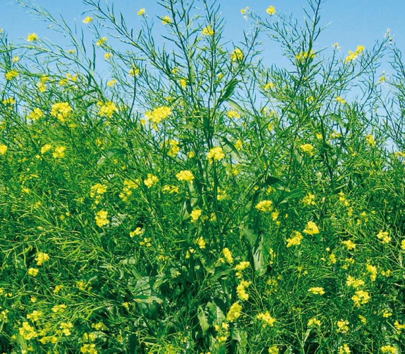 Biocide ed apistici