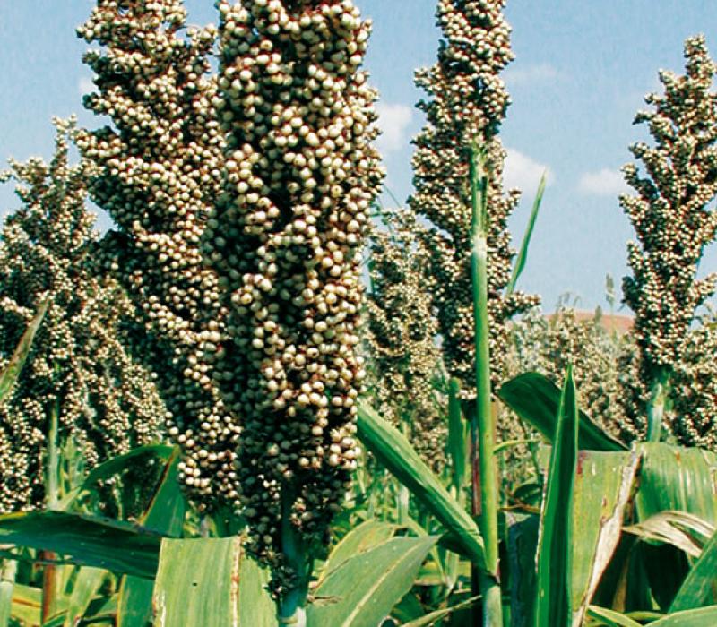 Sorgo